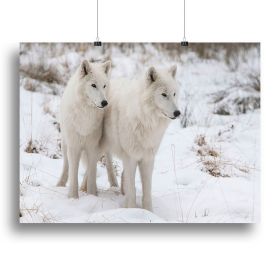Portrait of two white watchful arctic wolfs Canvas Print or Poster (Type: Poster Print, size: 32" x 24" / 80cm x 60cm (approx))