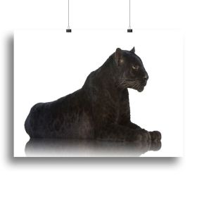 Black Leopard 6 years in front of a white background Canvas Print or Poster (Type: Standard Framed Canvas Print, size: 32" x 24" / 80cm x 60cm (approx))