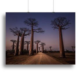 Allace Des Baobabs Canvas Print or Poster (Type: Poster Print, size: 40" x 26" / 100cm x 65cm (approx))